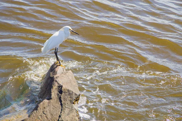 Garza sobre una roca en el río Mabituba —  Fotos de Stock