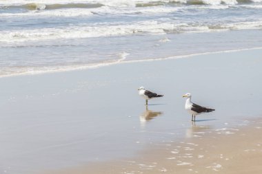 Sahilde yürüyüş martı
