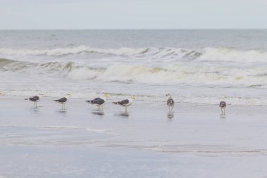 Martılar Cassino Beach