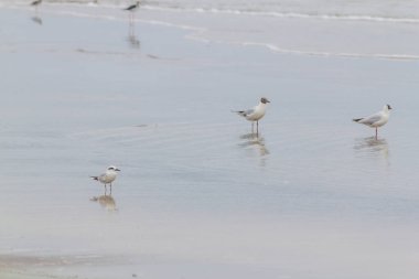 Haematopus palliatus kuş Cassino Beach