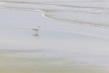 Haematopus palliatus kuş Cassino Beach