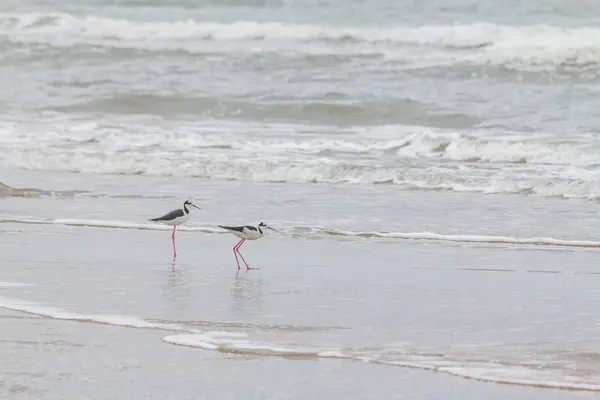 Paar Stelzenläufer am Strand — Stockfoto