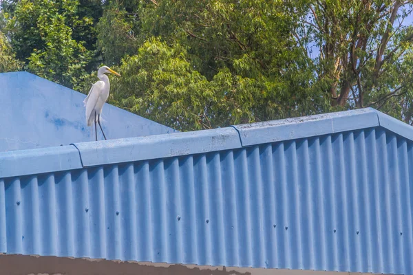 Heron çatı üzerinde — Stok fotoğraf