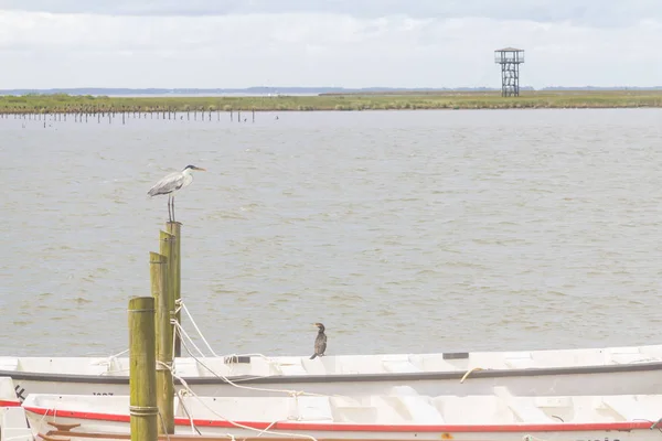 Aves sobre muelle — Foto de Stock