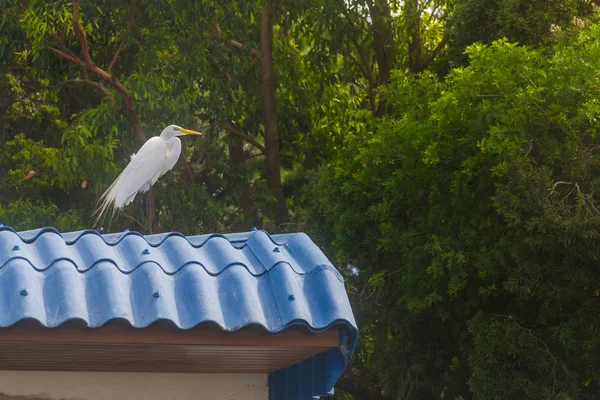 Heron çatı üzerinde — Stok fotoğraf