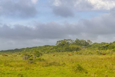 Küçük ev ve inek çiftliğinde