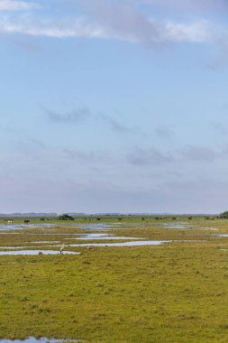 Su birikintileri, kuşlar ve inek çiftliğinde