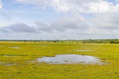 Su birikintileri ve inek çiftliğinde