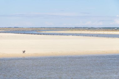 Sahilde Neotropic karabatak