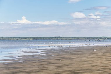 Lagoa kuşlara Grup yapmak Peixe