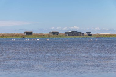 Şili Flamingos Grup