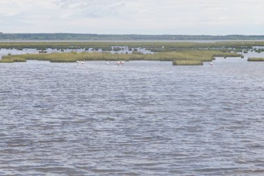 Şili Flamingos Grup