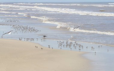 Martı dinlenme Sanderlings bir grup ortasında