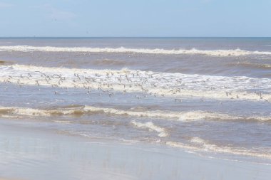 uçan Sanderlings grubu