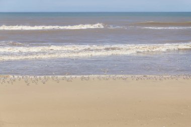 uçan Sanderlings grubu