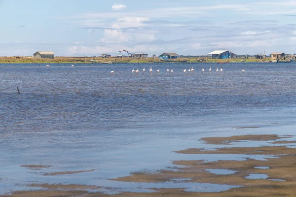 Şili Flamingos Grup — Stok fotoğraf