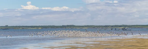 Grupo de Sanderling en Lagoa do Peixe —  Fotos de Stock