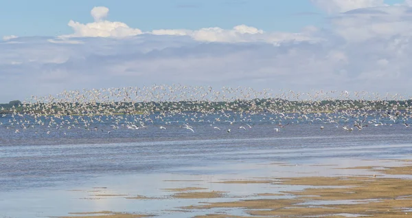 Grupo de Sanderling na Lagoa do Peixe — Fotografia de Stock