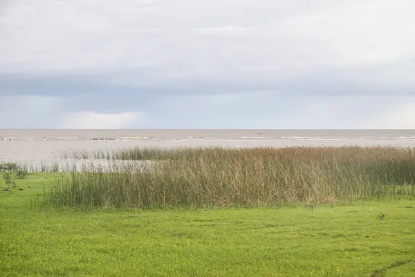 Vegetación en lago Lagoa do Patos — Foto de Stock