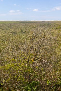 Lagoa bataklıkta Peixe Gölü yapmak