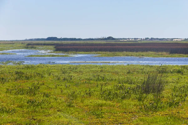 Marais au lac Lagoa do Peixe — Photo