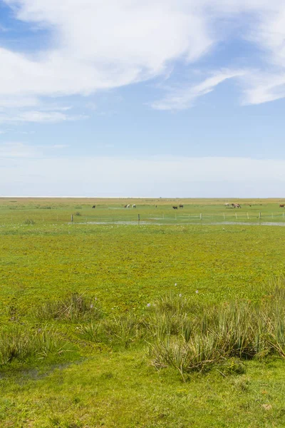 Vaca en el pantano en el lago Lagoa do Peixe — Foto de Stock