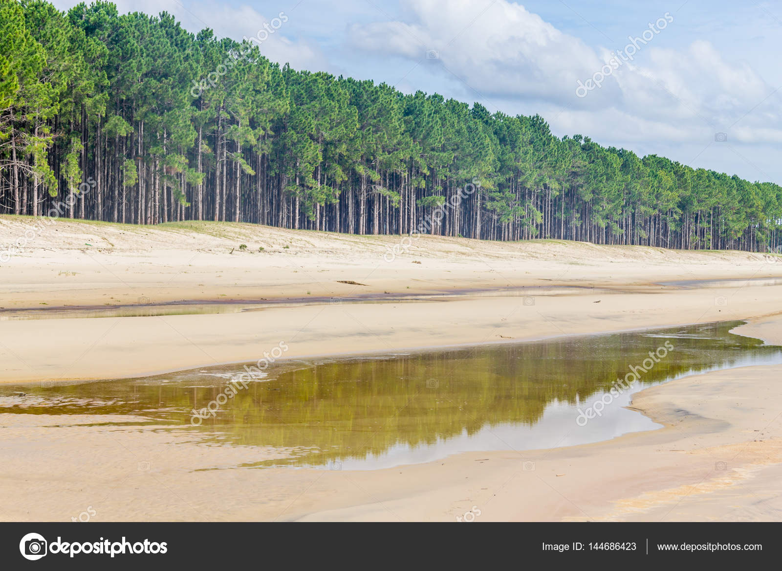 depositphotos_144686423-stock-photo-pinus-elliottii-forest-at-lagoa.jpg