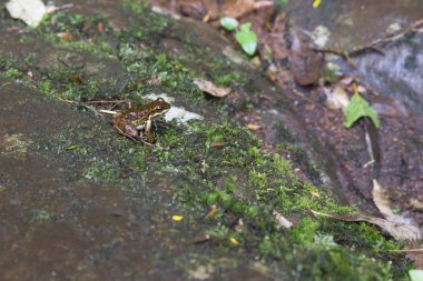 Nehirdeki küçük kurbağa