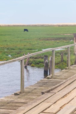 Ahşap köprüde kahverengi göğüslü Martin