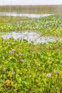 Lagoa Dos Patos Gölü ve bitki örtüsü