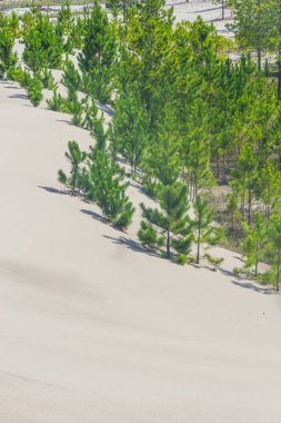 Pinus Elliottii orman, Lagoa Dos Patos 'ta Dunes tarafından kaplanmıştır
