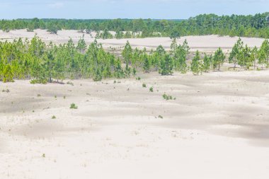 Pinus Elliottii orman, Lagoa Dos Patos 'ta Dunes tarafından kaplanmıştır