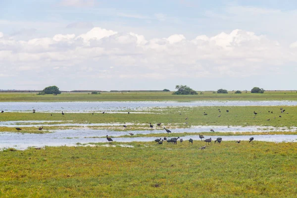 Grupo de aves silvestres en Lagoa do Peixe — Foto de Stock