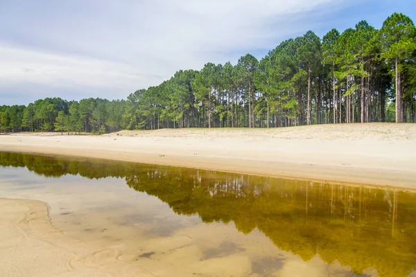 Pinus elliottii bosque en el lago Lagoa dos Patos —  Fotos de Stock