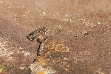 Kurbağa at Fortaleza Canyon