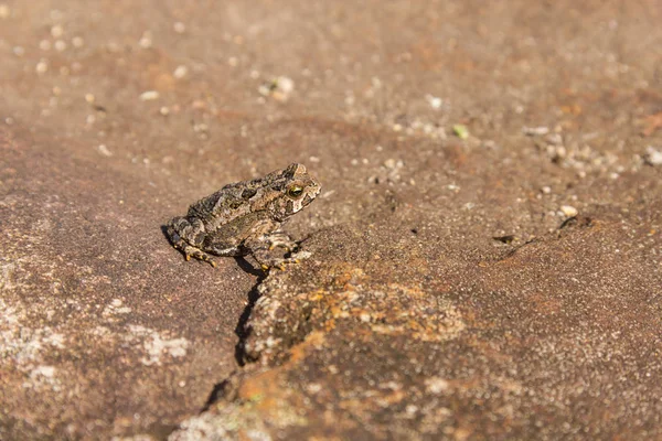 Frosch in der Schlucht von Fortaleza — Stockfoto