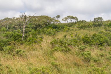 Vegeation at Fortaleza Canyon