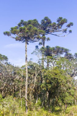Araucaria iğde ağacı