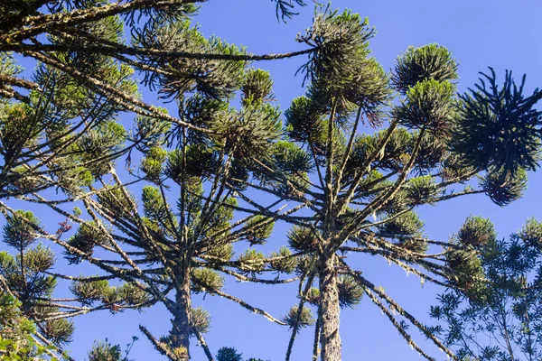 Δέντρο angustifolia αροκαριών — Φωτογραφία Αρχείου
