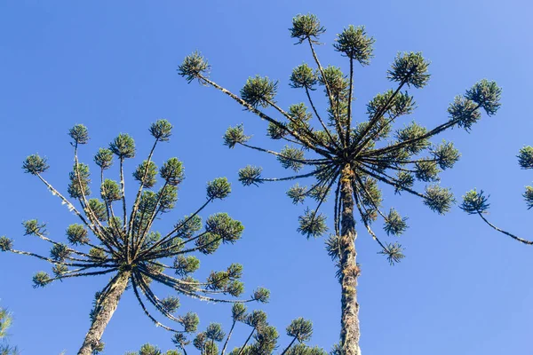 Araucaria angustifolia árvore — Fotografia de Stock