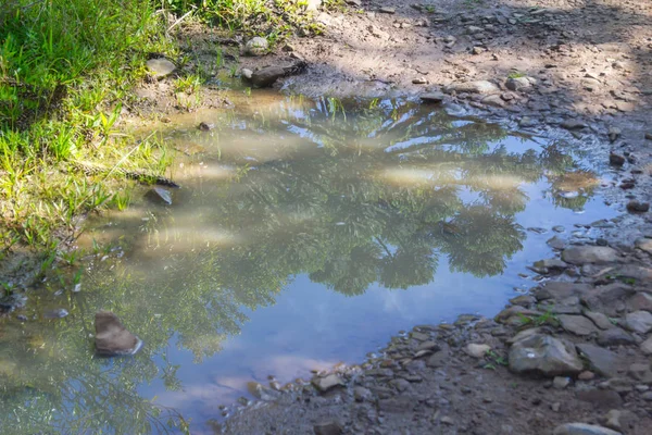 Araucaria angustifolia reflection — Stock Photo, Image