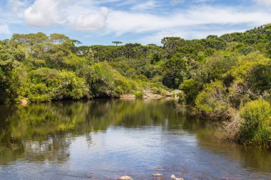 Nehir orman yansıması ile