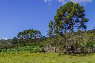 Farm in Itaimbezinho Canyon clipart