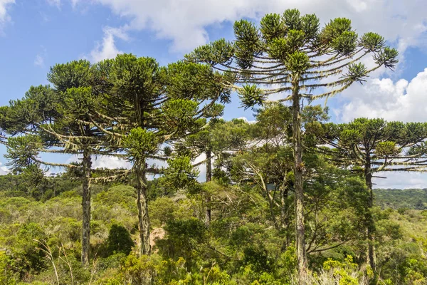 Araucaria angustifolia orman at Itaimbezinho Canyon