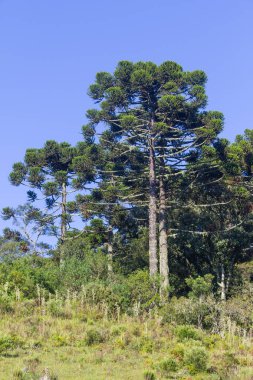 Araucaria angustifolia orman