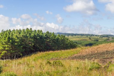 Çam ormanı ve çiftlik alanı