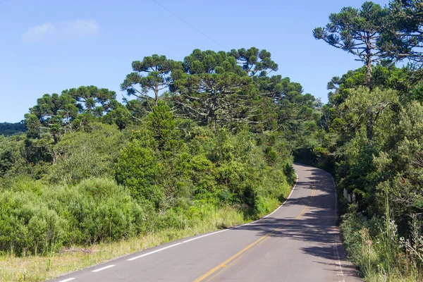 Estrada e Araucaria angustifolia Floresta — Fotografia de Stock