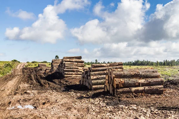 Pine wood pile — Stock Photo, Image