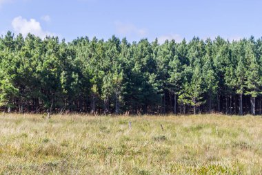 Çam Ormanı ve Mavi Gökyüzü