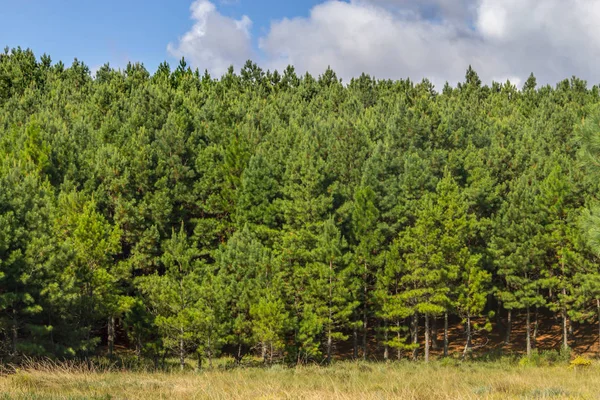 Δάσος πεύκου και μπλε ουρανός — Φωτογραφία Αρχείου